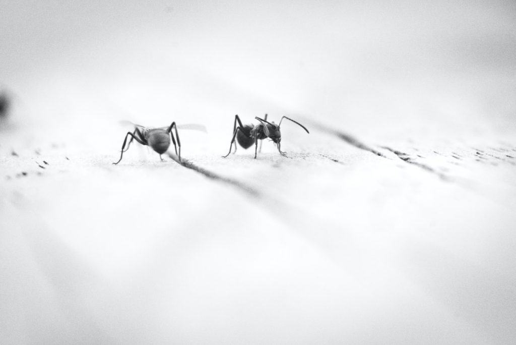 rather than throwing away old coffee you can use it as a natural insect repellant